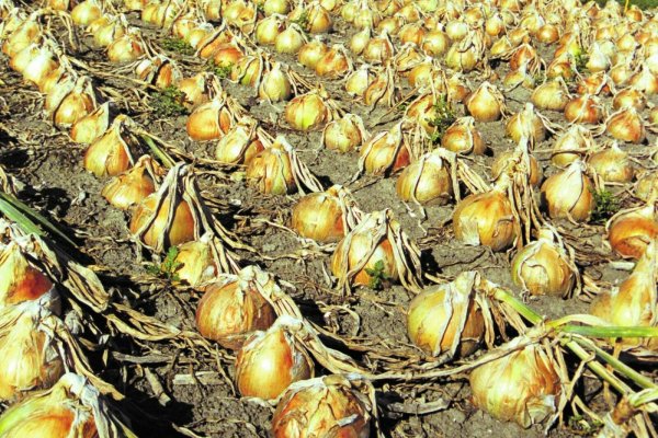 Где купить наркоты